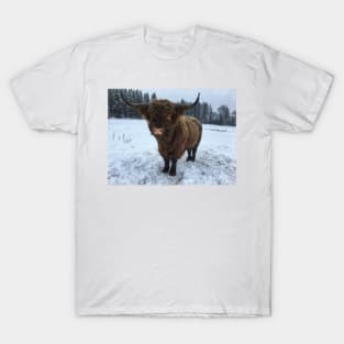 Scottish Highland Cattle Bull 2207 T-Shirt